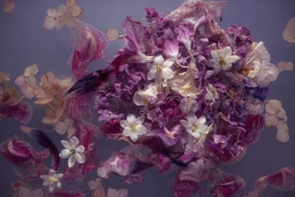 Fotokaart Hydrangea & Ornithogalum | Alles in Wonderland